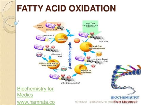 9.4: Oxidation of Fatty Acids .